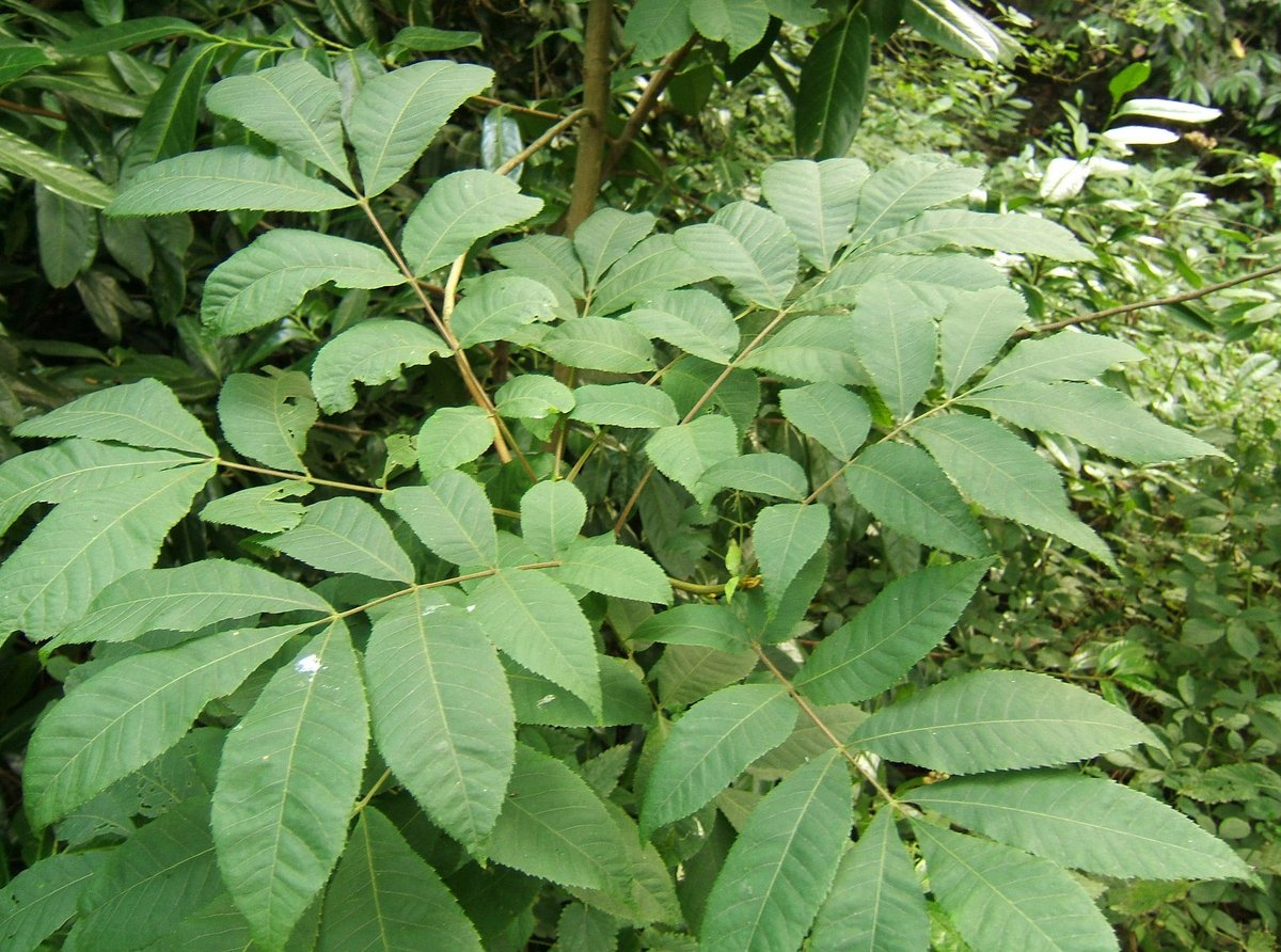 Hickory, VA - Carya cordiformis - Wikispecies